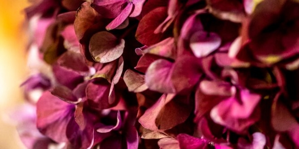 Offre saint Valentin